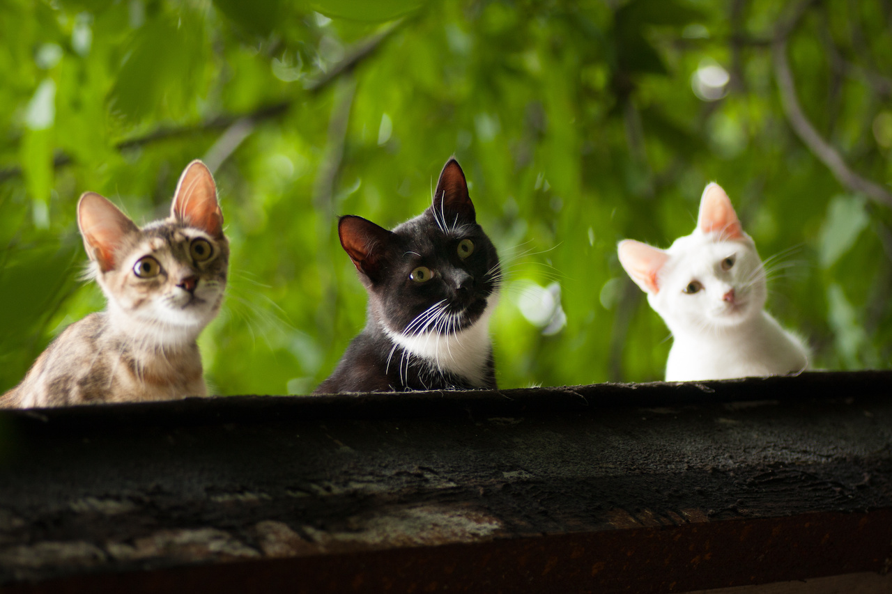 Observation - by cute cats ;-)